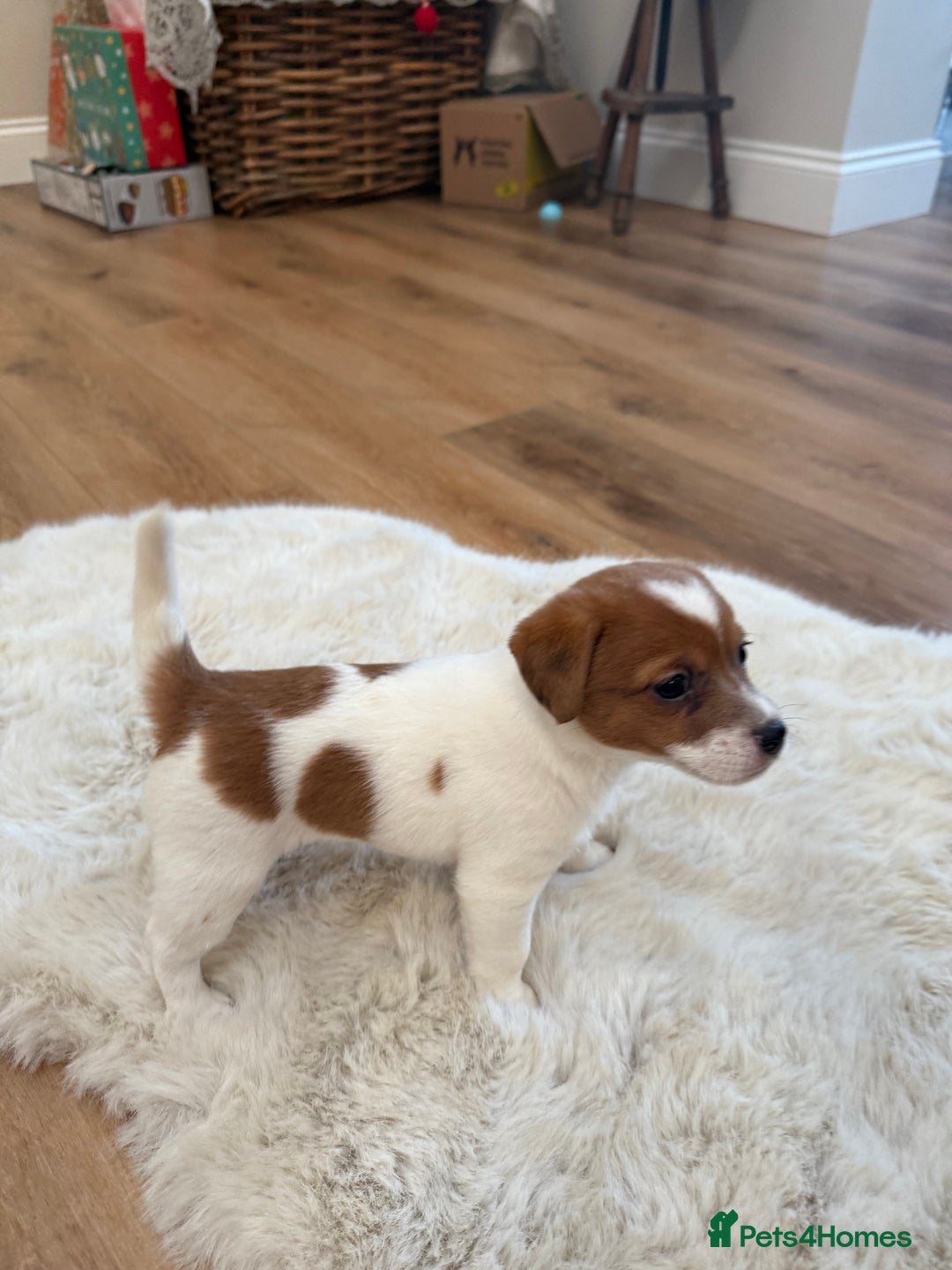 Jack Russell dogs for sale: Very rare merle Jack Russells. Family home raised  - Advert 8