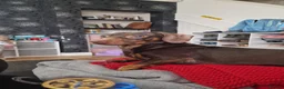 Miniature Dachshund dogs for sale: Miniature dachshund-Peanut- looking for new home - Advert 9