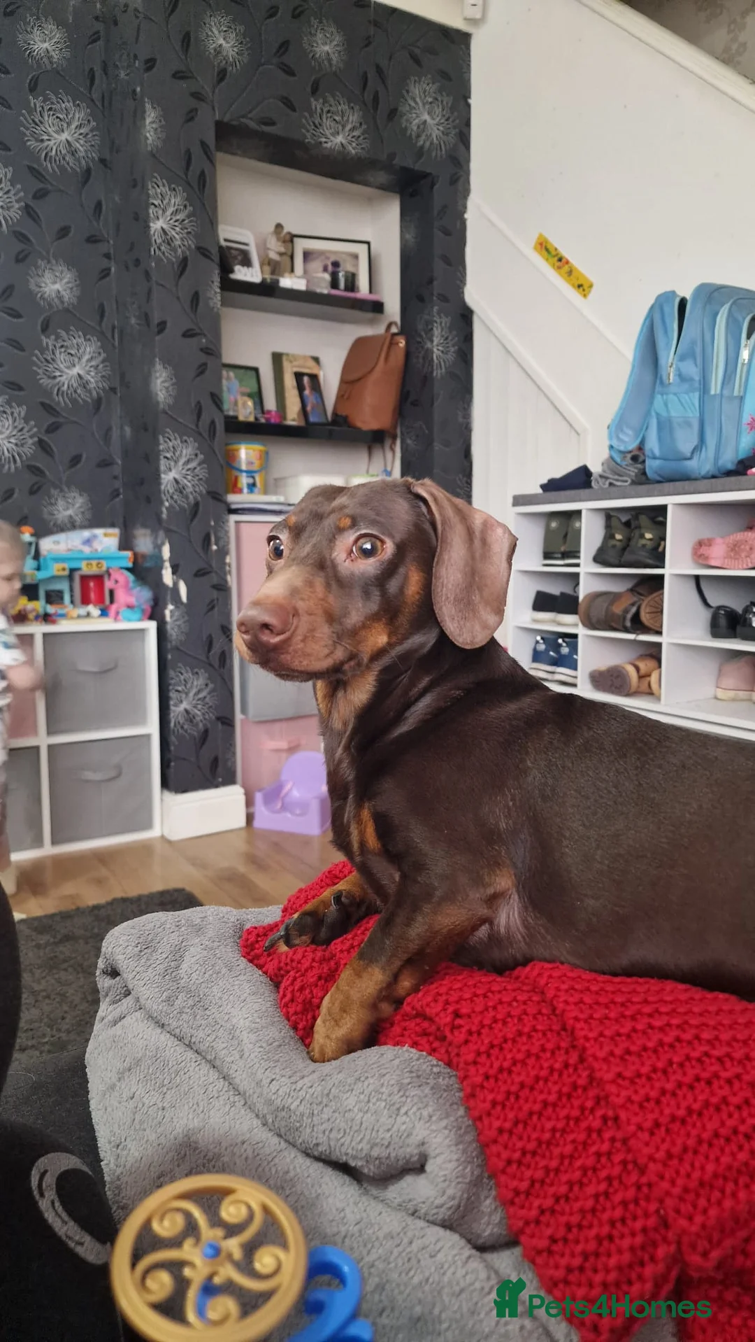 Miniature Dachshund dogs for sale: Miniature dachshund-Peanut- looking for new home - Advert 9