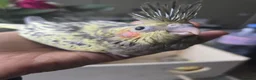 Cockatiels birds for sale: Baby cockatiels for sale - Advert 4