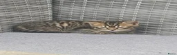 Mixed Breed cats for sale: Beautiful little kitten girl - Advert 2