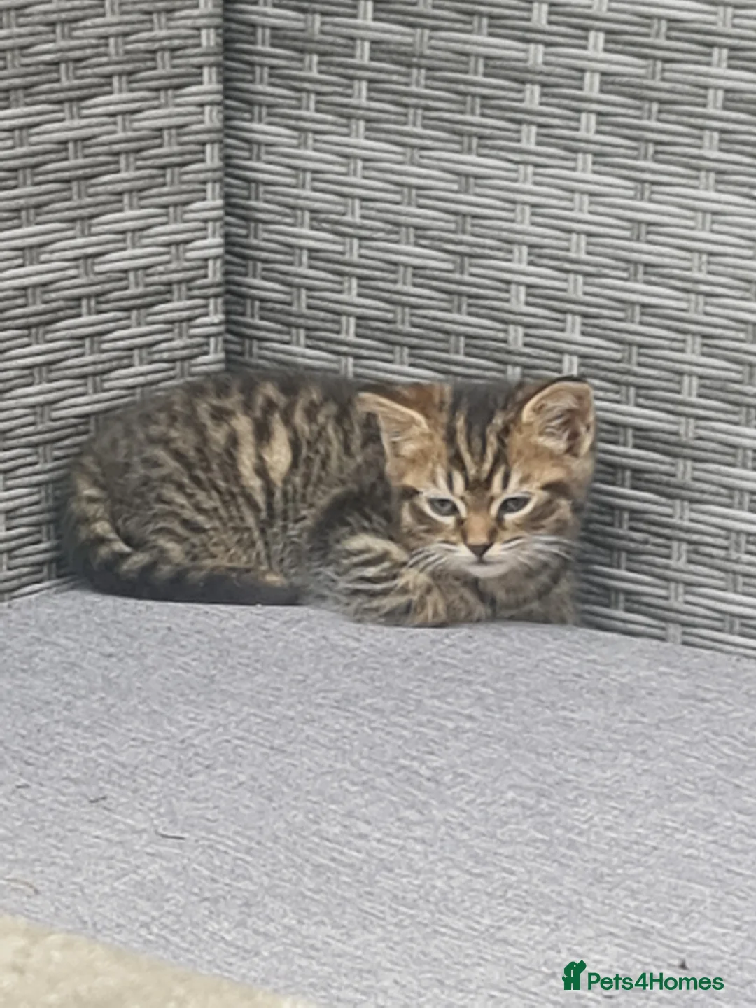 Mixed Breed cats for sale: Beautiful little kitten girl - Advert 2