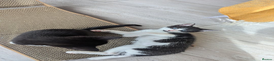 Domestic Shorthair male Kitten 