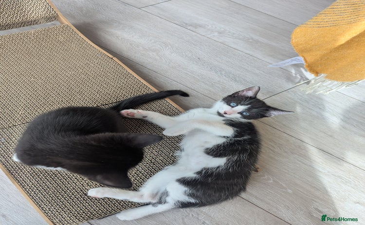 Domestic Shorthair cats - Advert 3