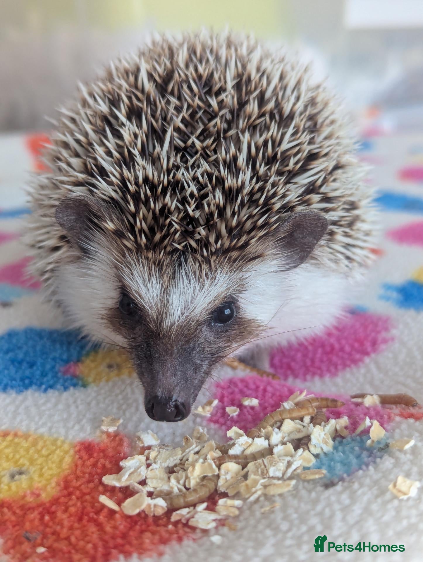 Pygmy Hedgehog rodents for sale: Grey Pinto Female 14 weeks old. ONLY £150 - Advert 1