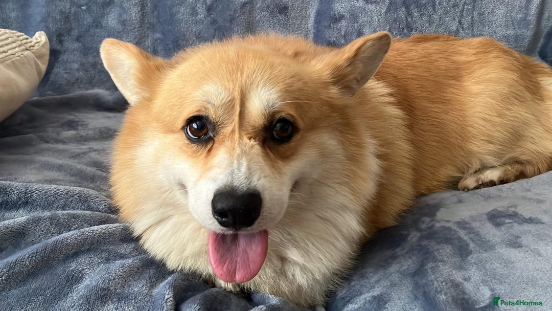 Welsh Corgi Pembroke dogs for sale: Stunning 33 Generation KC Pembroke Corgi Pups - Image 20