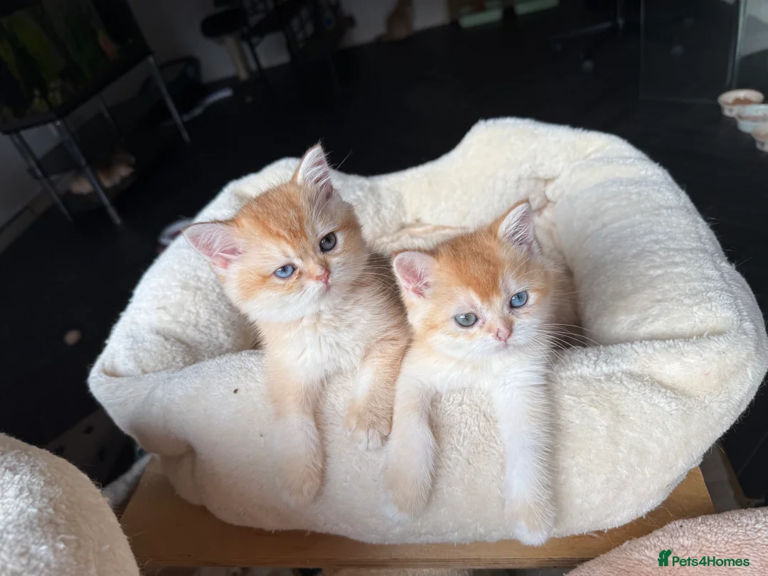 British Shorthair cats for sale: GCCF reg BSH Last Black Golden Female Kitten - Advert 21