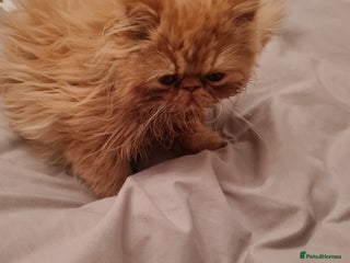 Persian cats Persian 'teacup' kitten - Advert 1