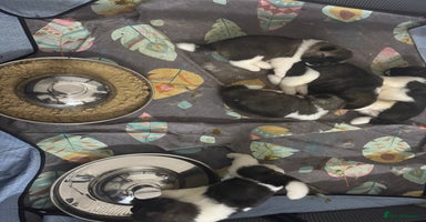 Akita dogs American Akita puppies - Advert 2