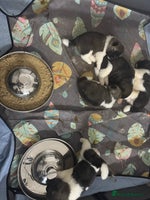 Akita dogs American Akita puppies - Advert 4