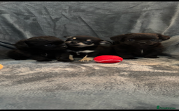 Chihuahua dogs for sale: Chihuahua puppy’s  - Image 10