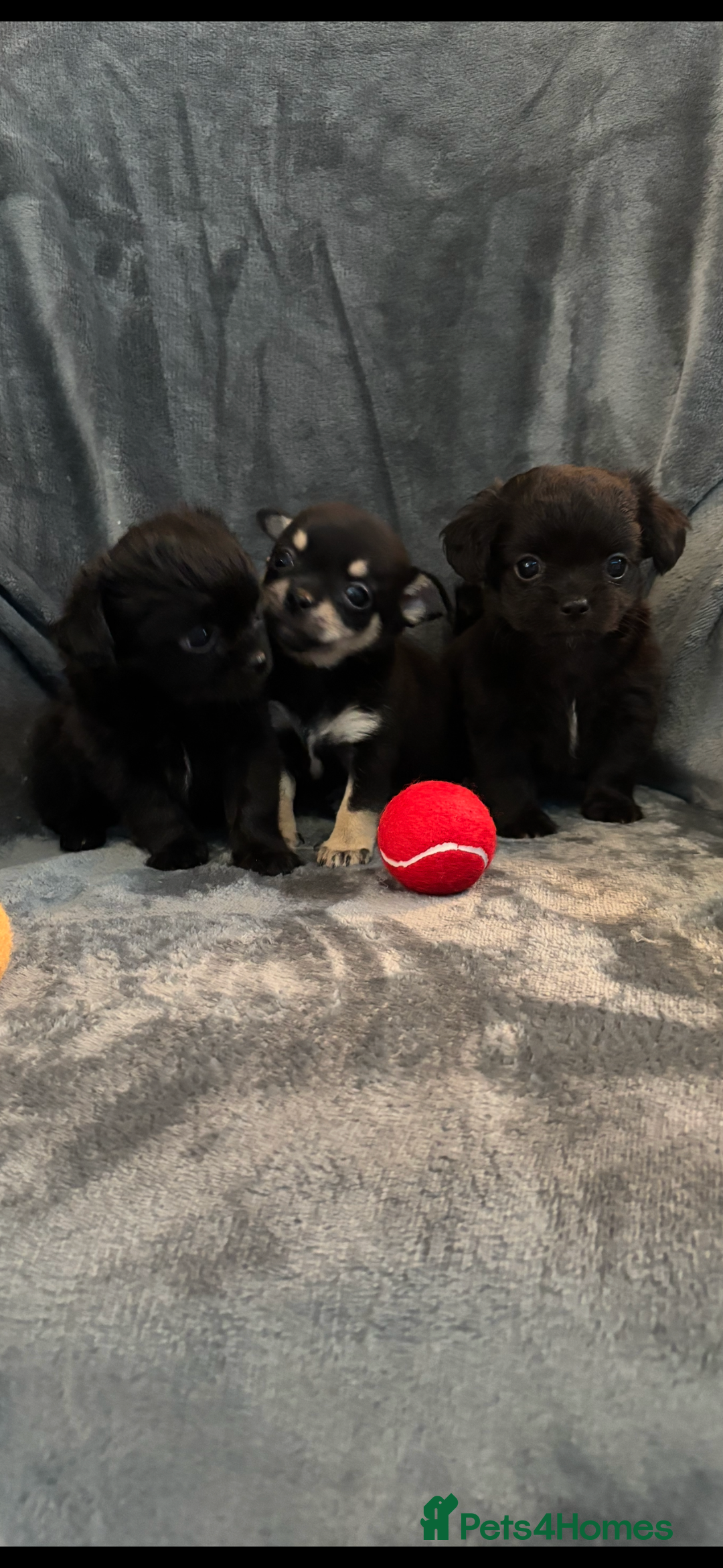 Chihuahua dogs for sale: Chihuahua puppy’s  - Image 10