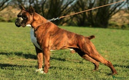 Boxer dogs for sale: Quality Boxer Puppies - Image 27