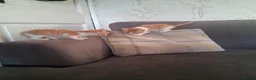 Mixed Breed cats for sale: 2 beautiful ginger and white kittens - Advert 10