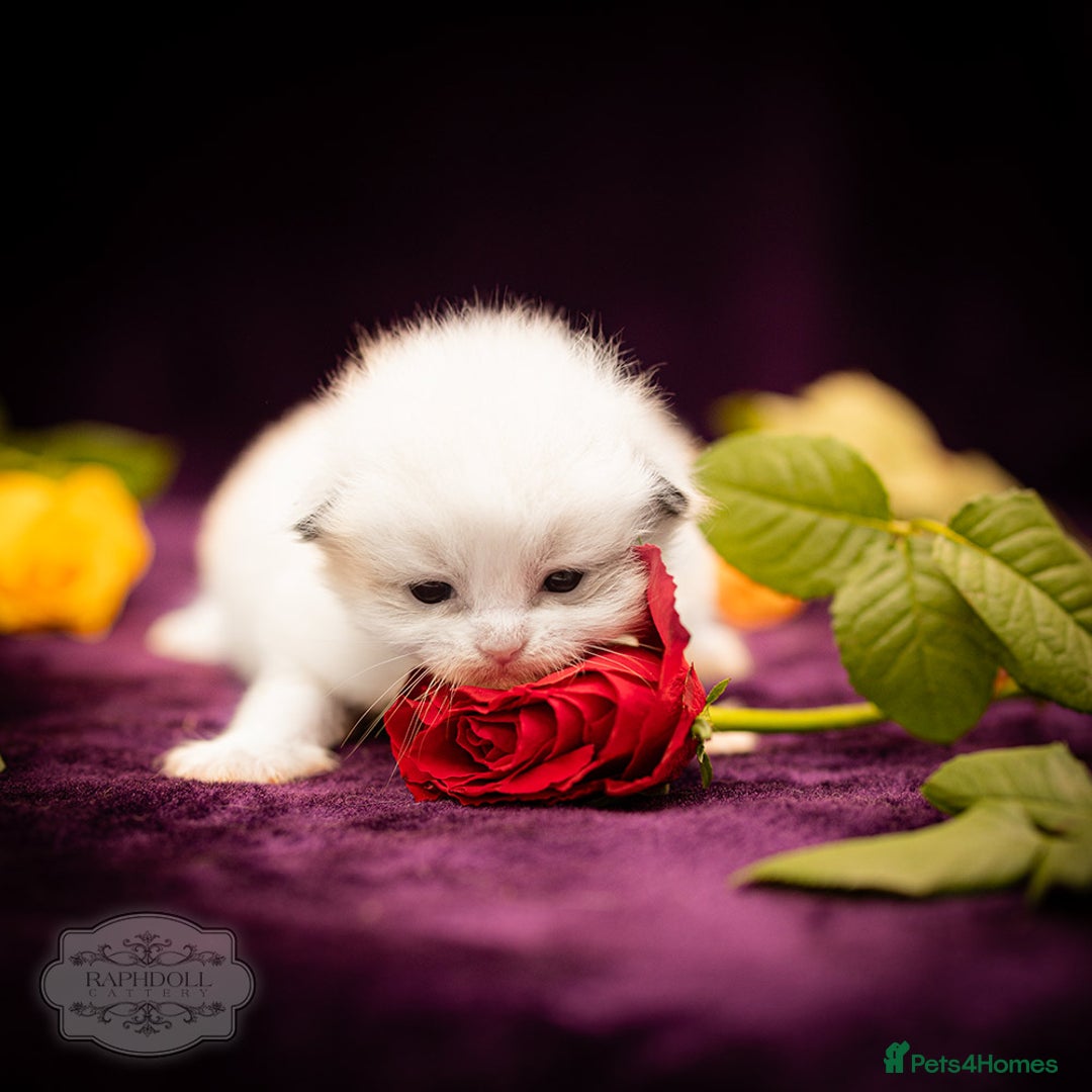 Ragdoll cats for sale: Ragdoll Bicolor Kitten Girl TICA REDUCED!!! - Image 7