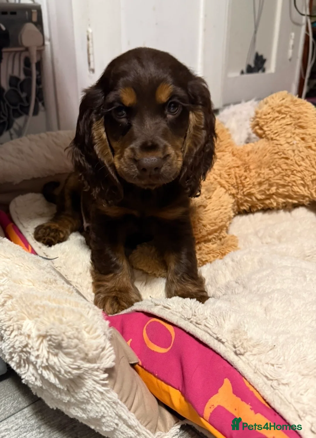 Cocker Spaniel dogs for sale: One male and 1 female show cocker spaniel pup - Advert 13
