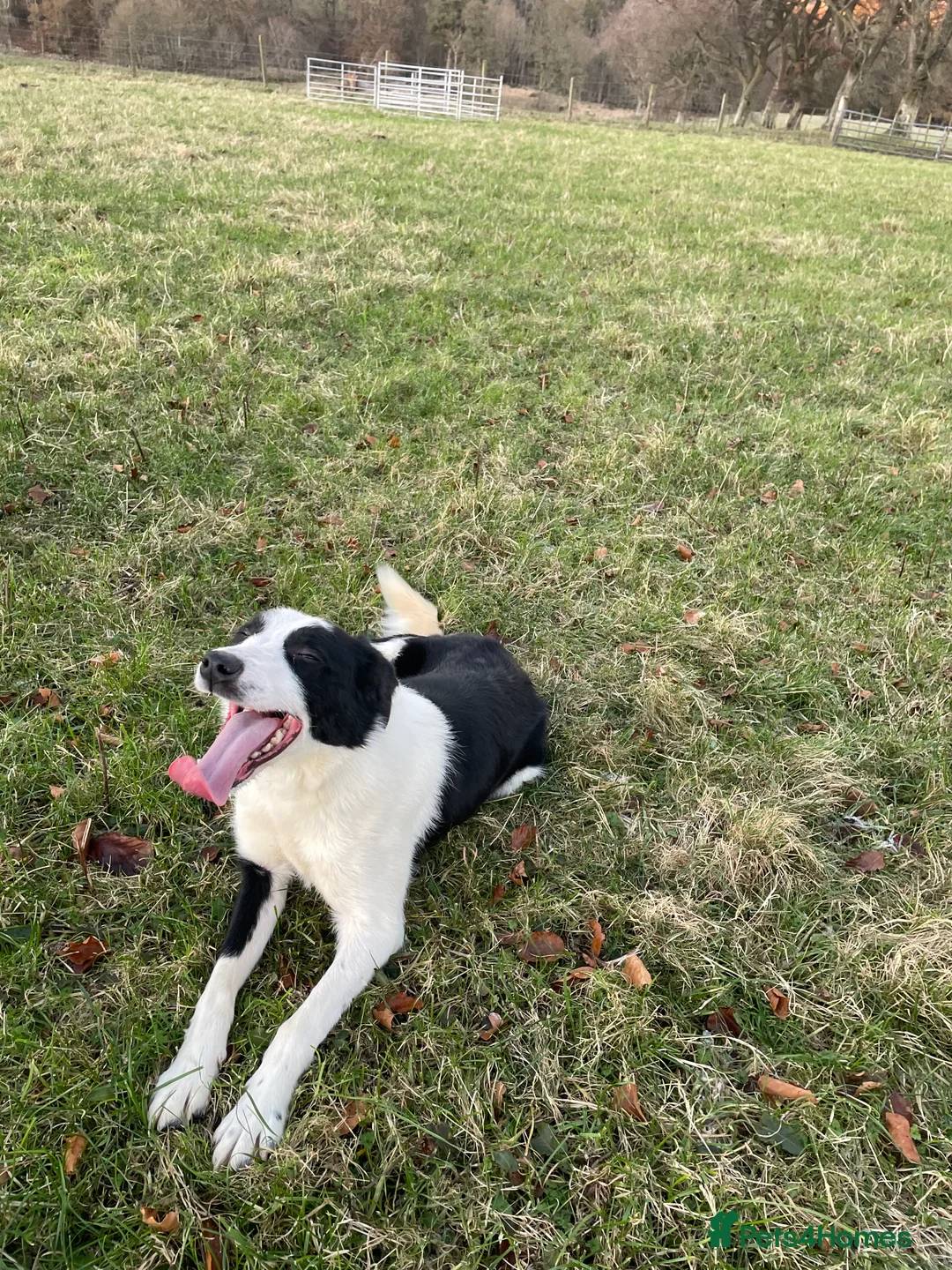 Border Collie dogs for sale: ISDS Registered Border Collie Male - Advert 7