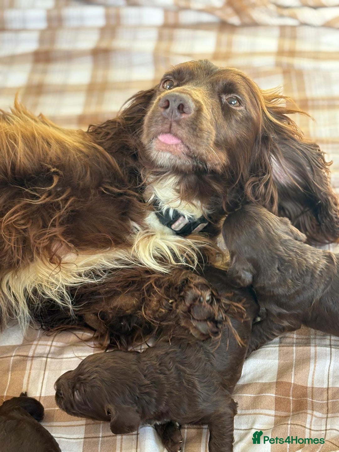 Cockapoo dogs for sale: Cockapoo puppies  - Advert 26