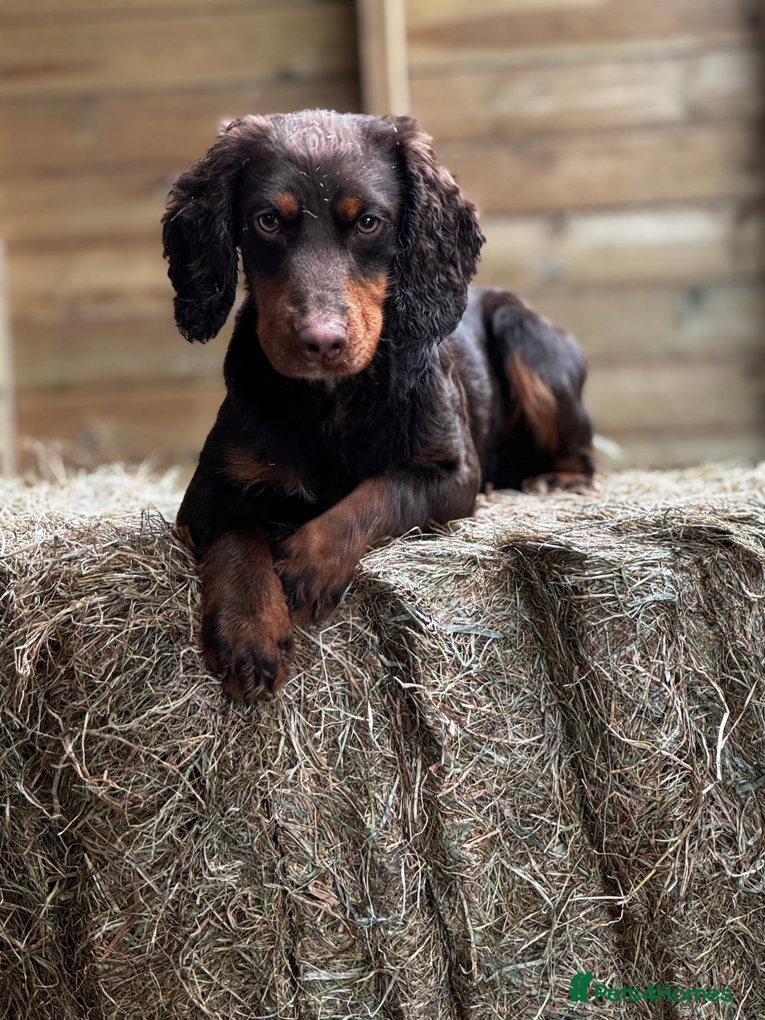 Cocker Spaniel dogs for stud: KC Working Cocker Stud – Temperament to Die For - Advert 2