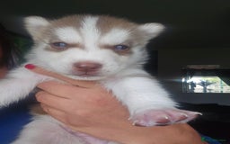 Siberian Husky dogs for sale: Gorgeous Litter of Husky Puppies - Image 20