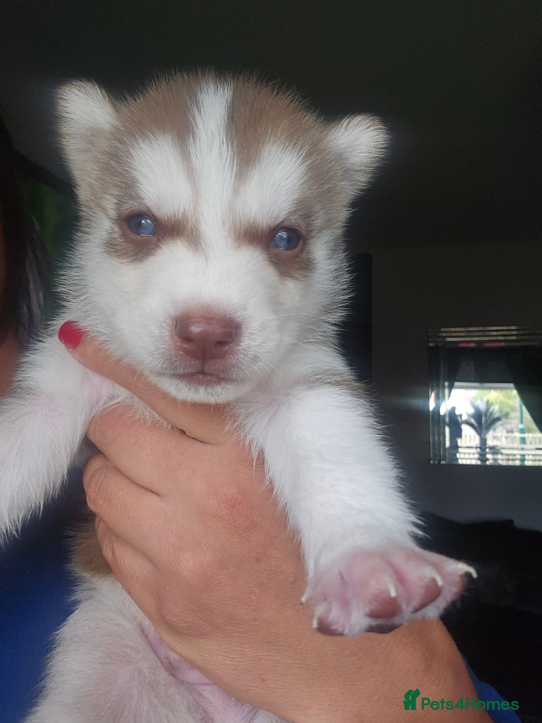 Siberian Husky dogs for sale: Gorgeous Litter of Husky Puppies - Image 20