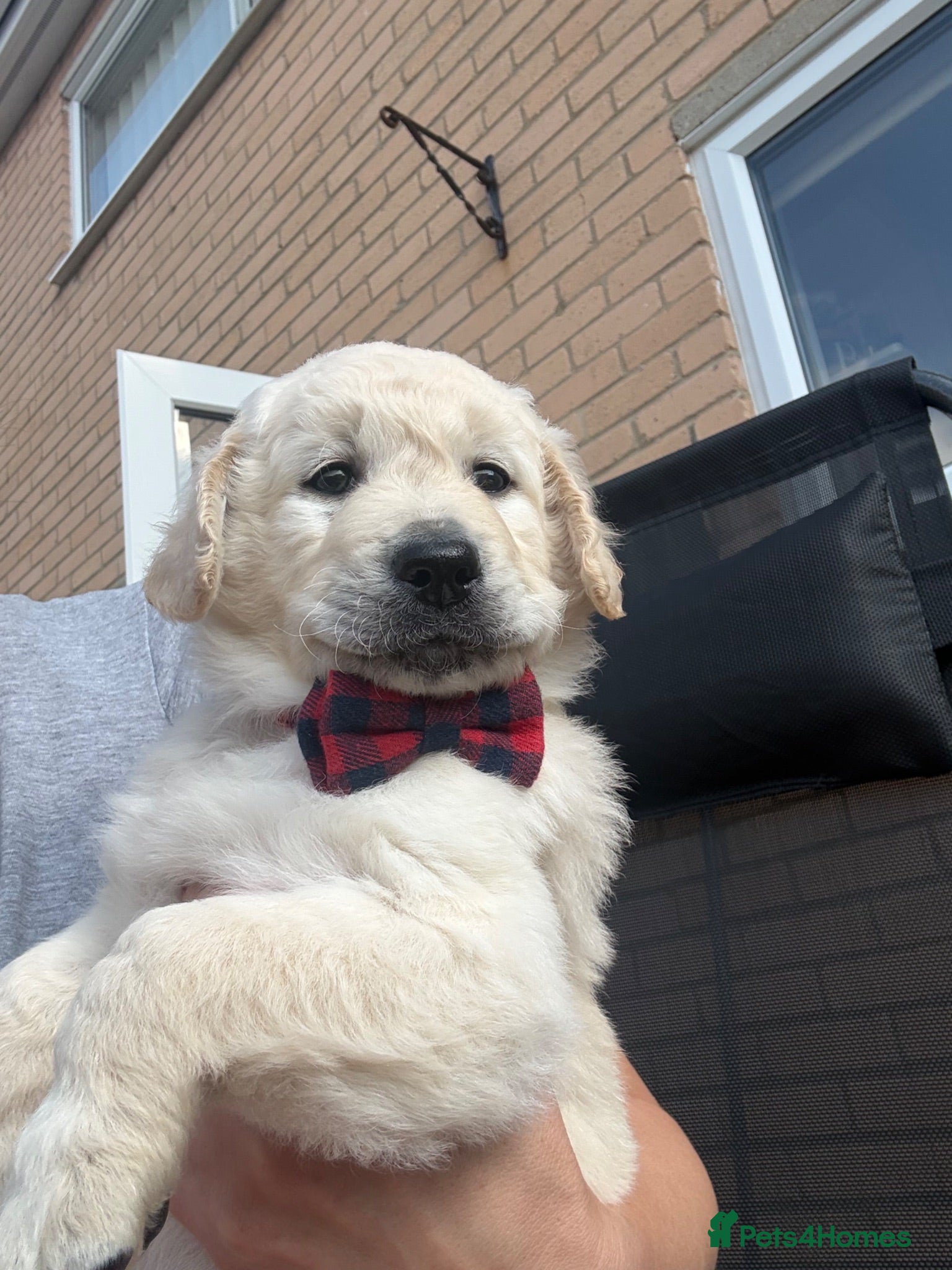 Goldendoodle dogs 🐾 Beautiful Multi-Gen Goldendoodle Puppies - Advert 2