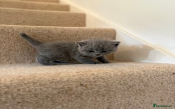 British Shorthair cats for sale: GCCF Bi-colour Blue and white BSH - Image 21