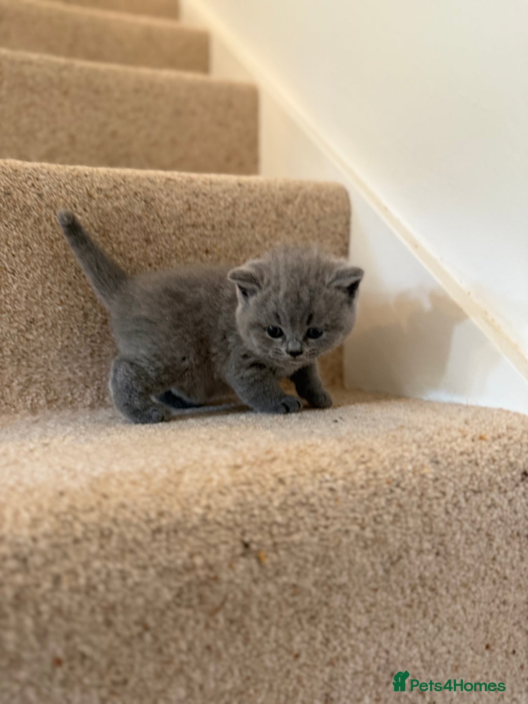 British Shorthair cats for sale: GCCF Bi-colour Blue and white BSH - Image 21