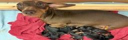 Miniature Dachshund dogs for stud: Kc reg Black and Tan mini smooth. - Advert 9