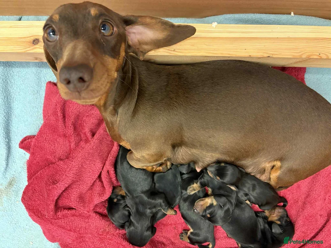 Miniature Dachshund dogs for stud: Kc reg Black and Tan mini smooth. - Advert 9