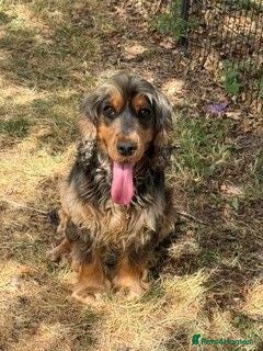 Cocker Spaniel dogs 3 year old female show cocker - Advert 1
