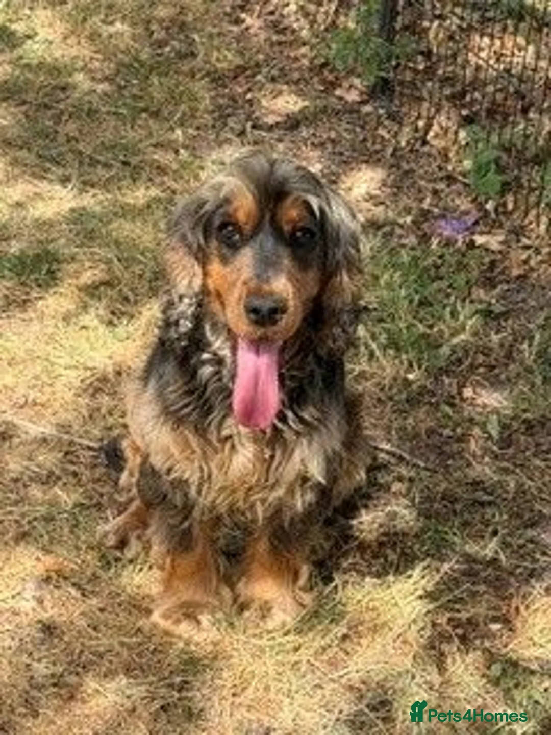 Cocker Spaniel dogs for sale: 3 year old female show cocker - Advert 1