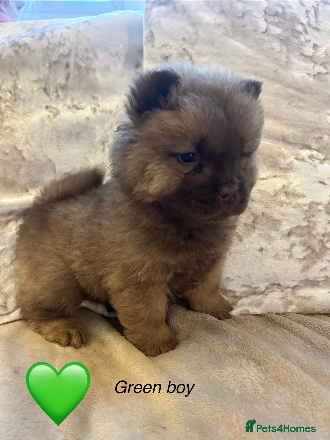 Chow Chow dogs for sale: Beautiful chow chow puppies 🥰 - Advert 11
