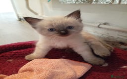 Ragdoll cats for sale: 6 ragdoll kittens  - Image 13