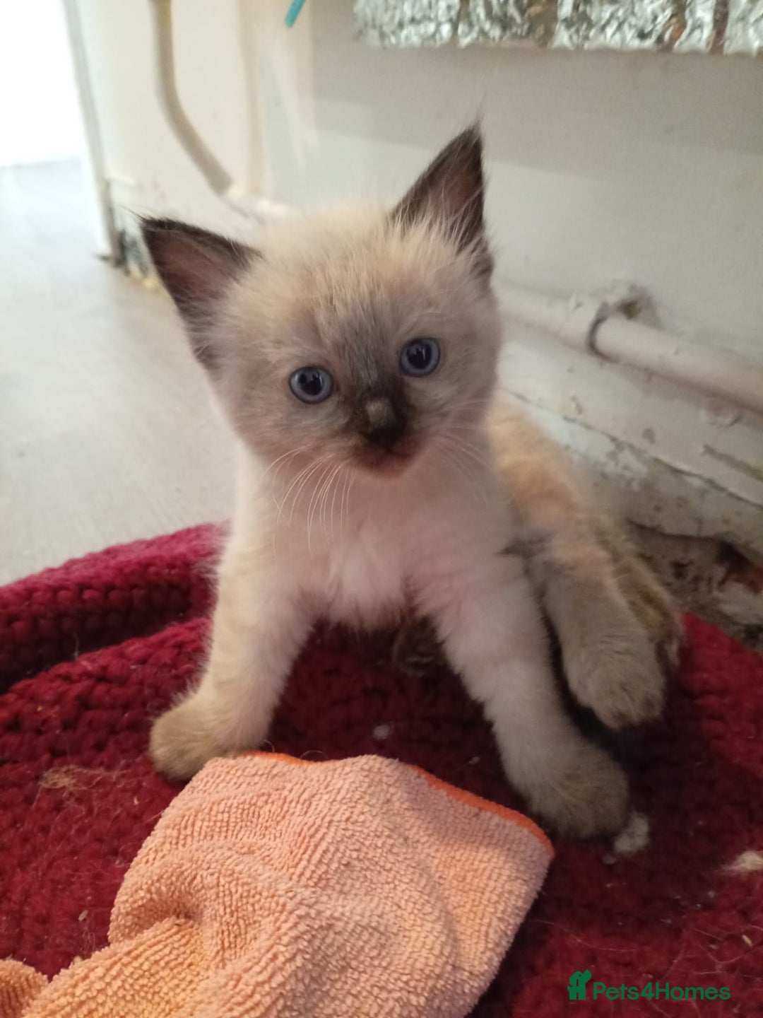 Ragdoll cats for sale: 6 ragdoll kittens  - Image 13