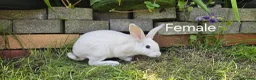 Rex rabbits for sale: 2 Litters of Mini rex different colours and sex - Advert 8