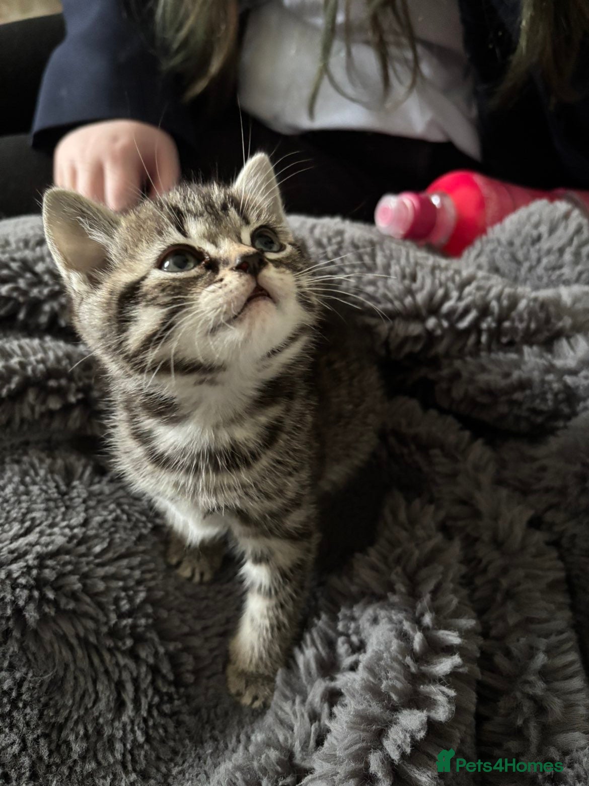 Mixed Breed cats Bengal cross kittens  - Advert 1