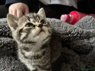 Mixed Breed cats Bengal cross kittens - Advert 1