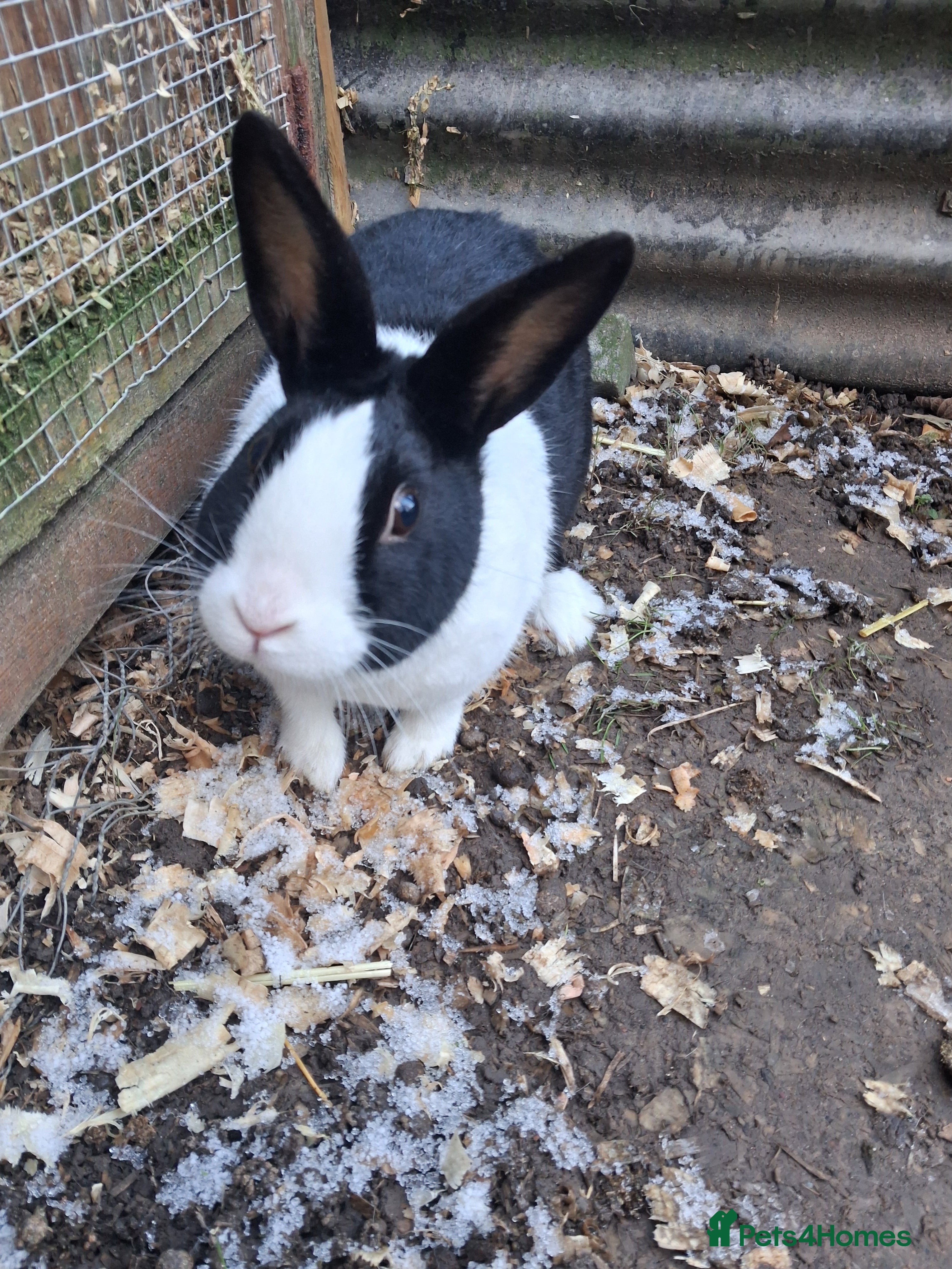 Dutch rabbits Dutch rabbits, pure bred for sale - Advert 2