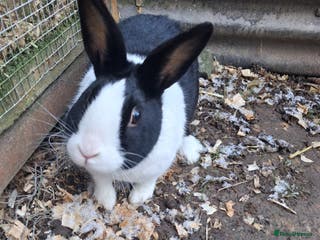 Dutch rabbits Dutch rabbits, pure bred for sale - Advert 4