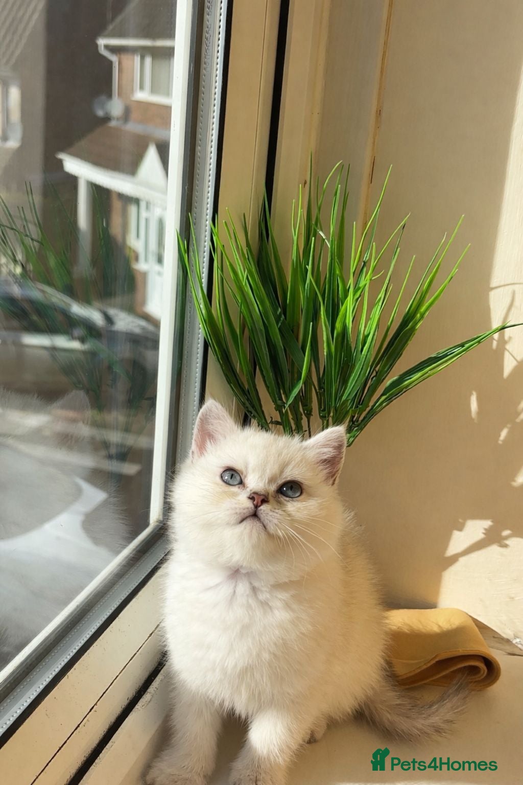 British Shorthair cats British shorthair cat - Advert 11