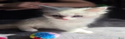 Ragdoll cats for sale: Ragdoll kitten for sale - Advert 7