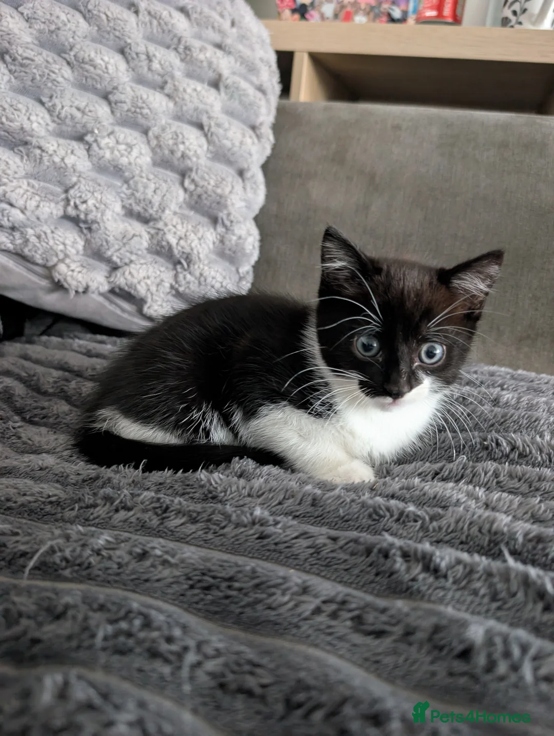 Mixed Breed cats for sale: Kitten's  - Advert 10