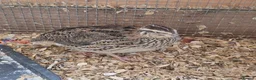 Softbills birds for sale: 3 female Japanese quails - Advert 3