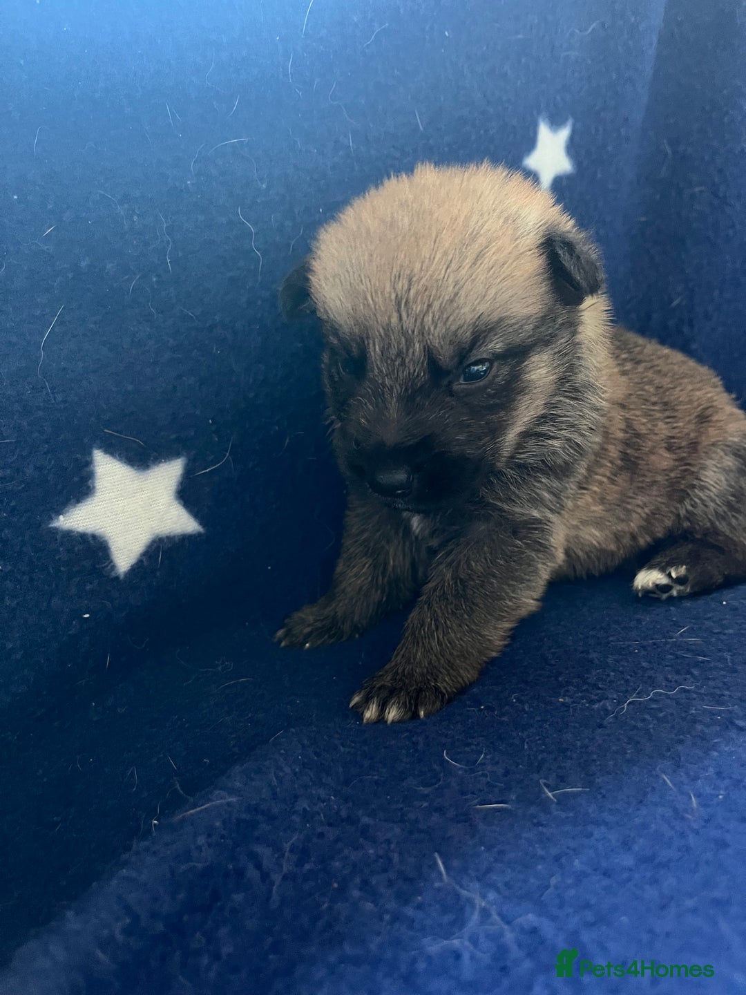 Mixed Breed dogs for sale: belgian malinois mix cross German shepherd  - Advert 5