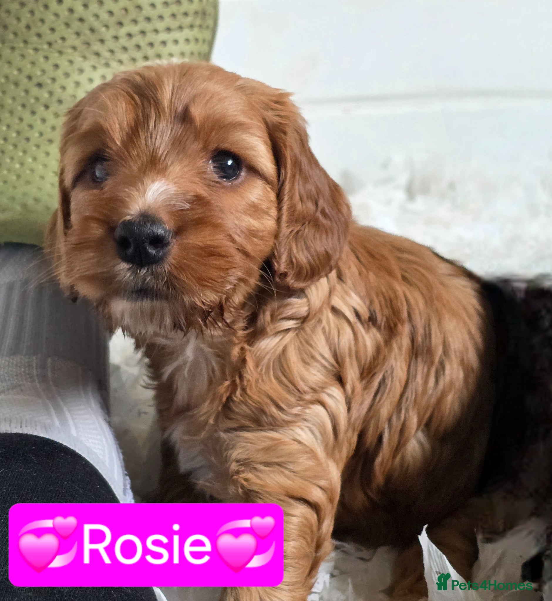 Cockapoo dogs Health Tested F2 Cockapoo Puppies  - Advert 2