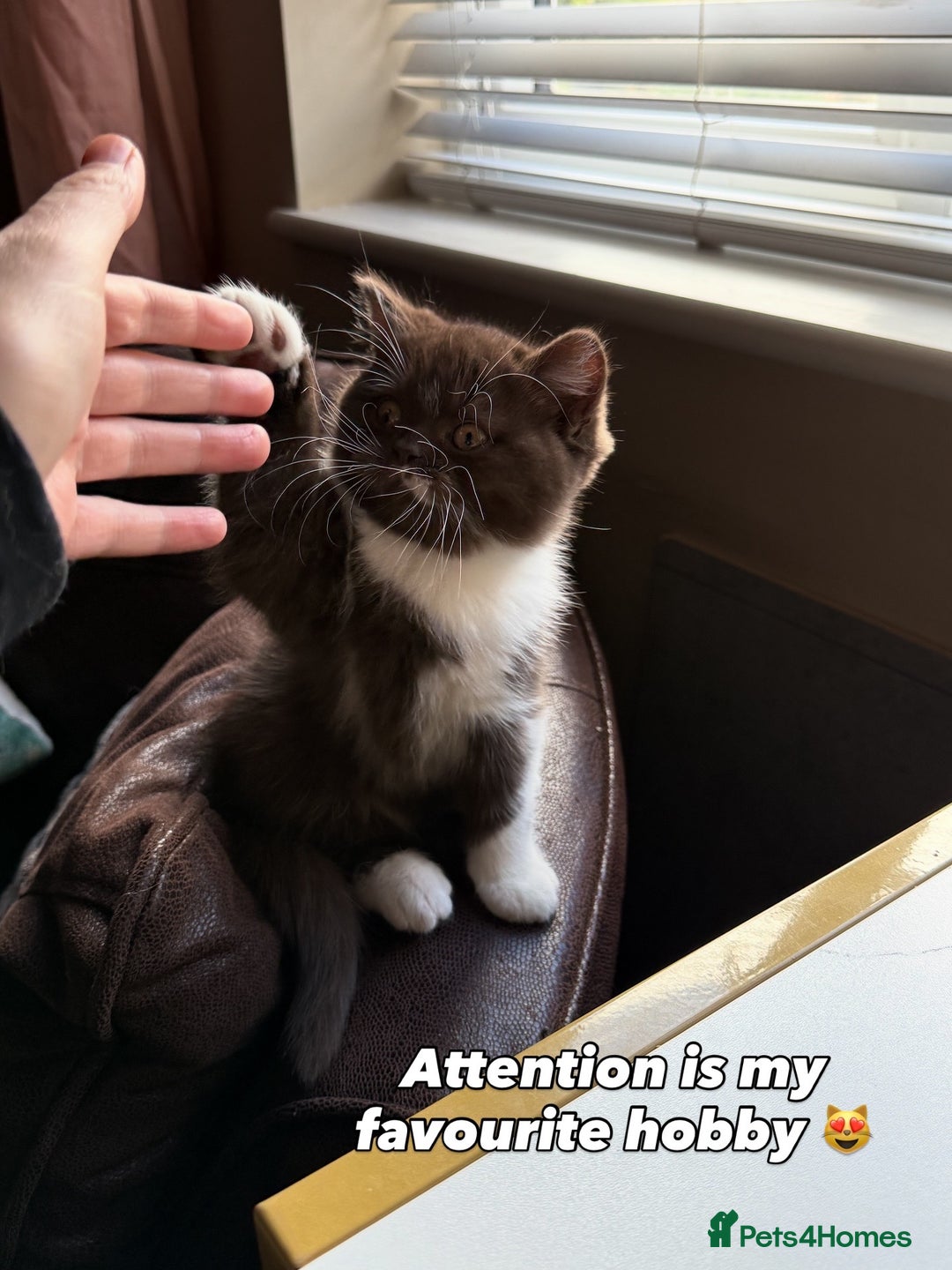 British Shorthair cats for sale: British Short and Long Hair  - Image 24