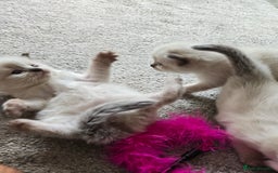 Ragdoll cats for sale: 4 Stunning Ragdolls (ready in August) in Bristol - Image 4