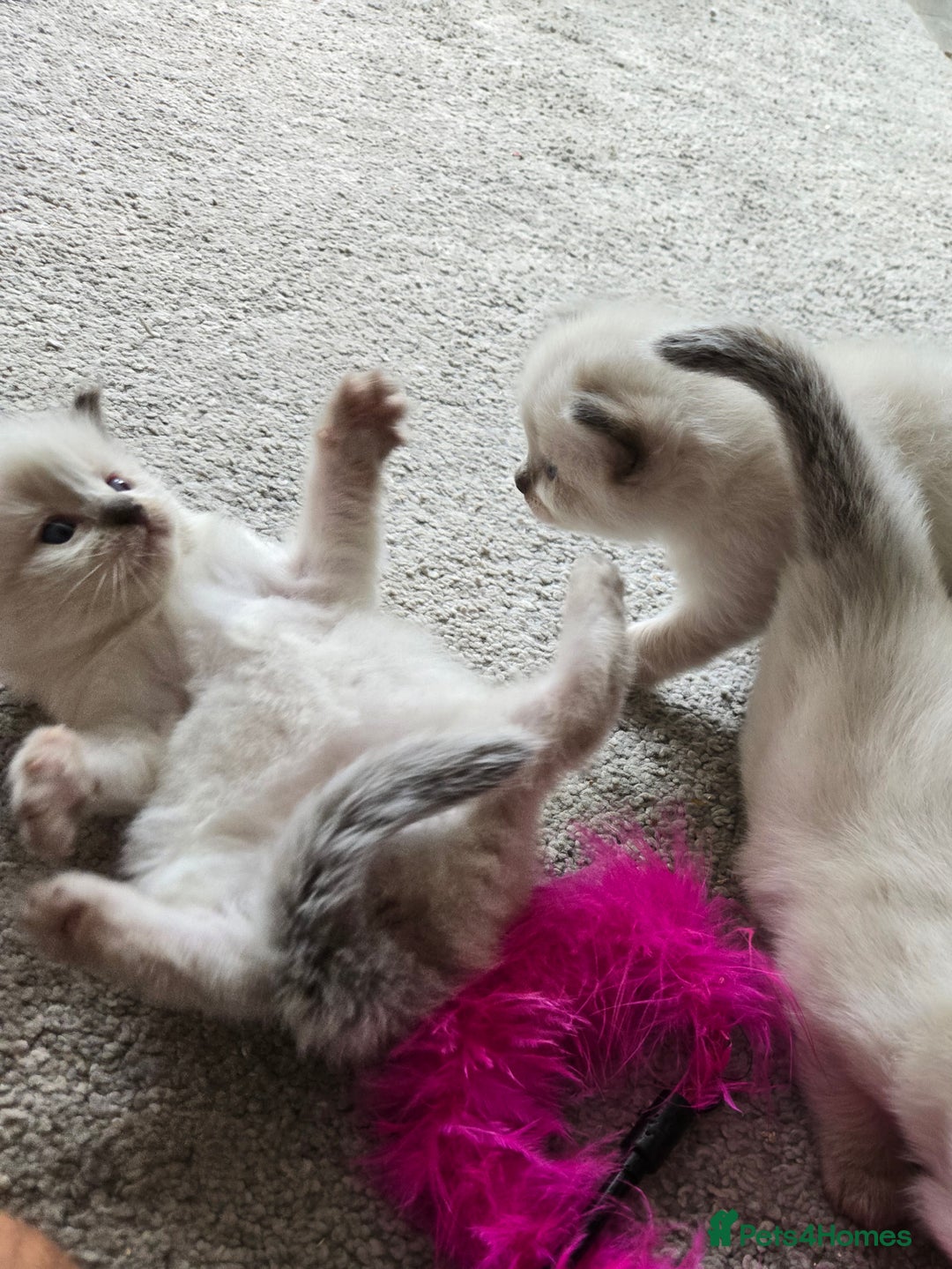 Ragdoll cats for sale: 4 Stunning Ragdolls (ready in August) in Bristol - Image 4