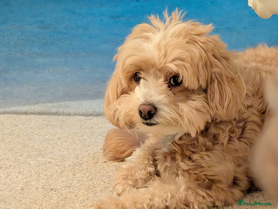 Maltipoo dogs for sale: Home-raised F1b Maltipoo Puppies – Red & Champagne in Rugeley - Advert 5